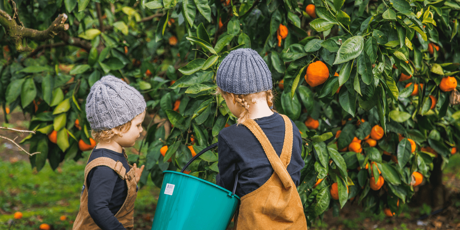 picking oranges