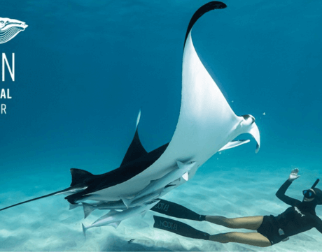 Ocean Film Festival World Tour 2024