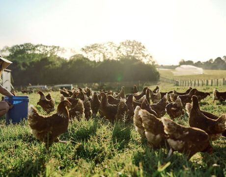 The Central Coast Farmers Market Fresh Eggs