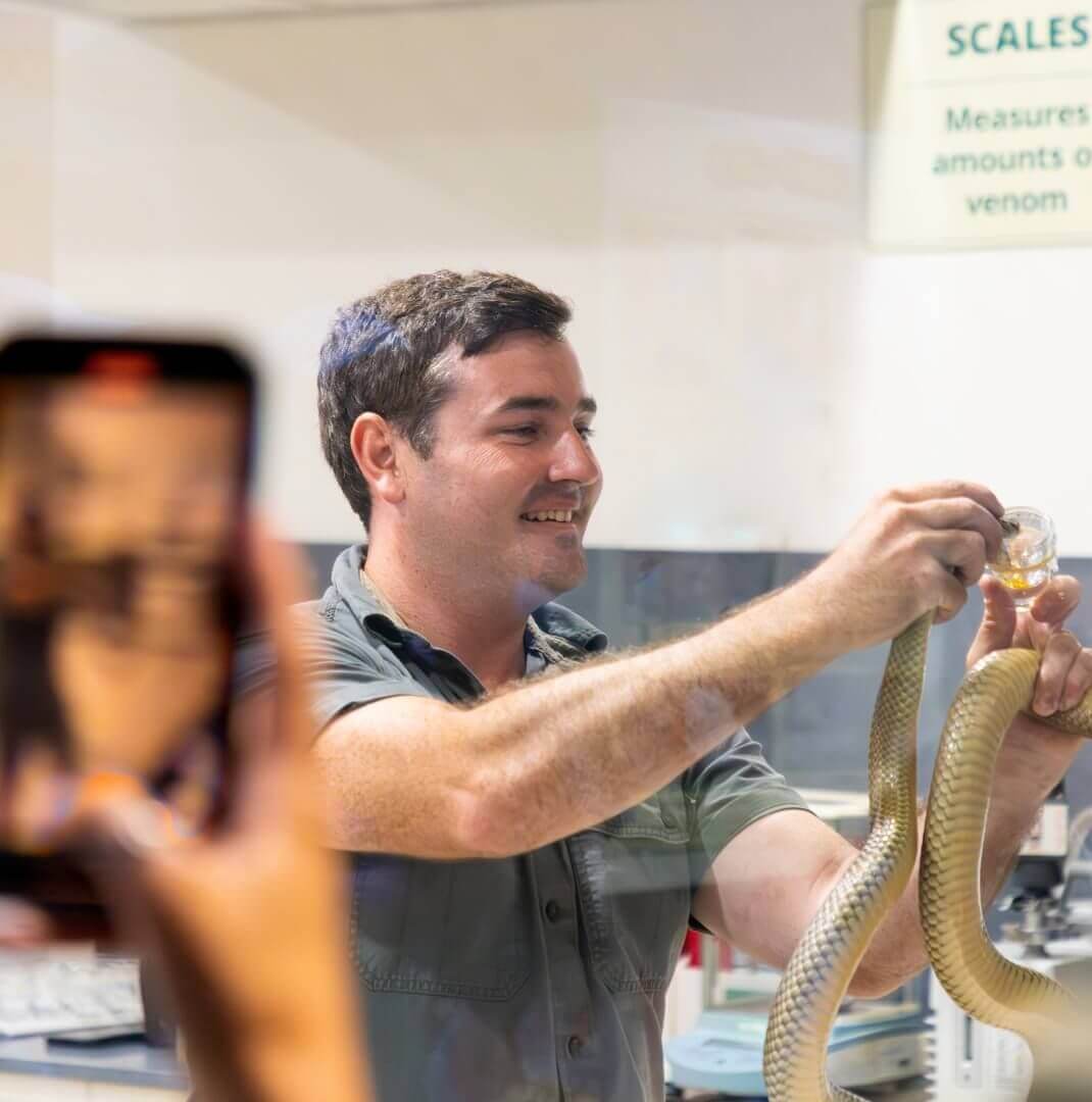 A zookeeper milking a venomous snake