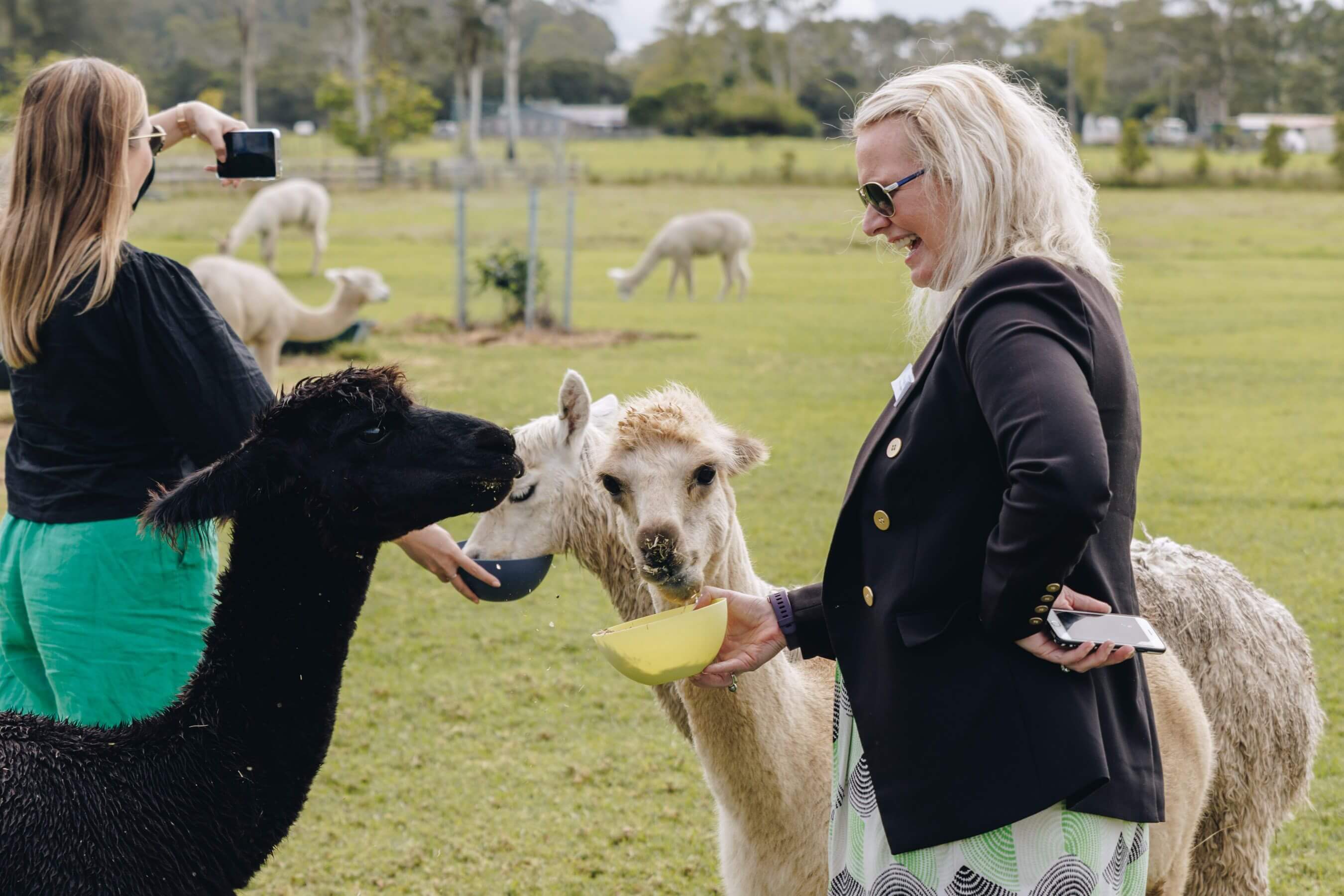 Iris lodge Alpacas