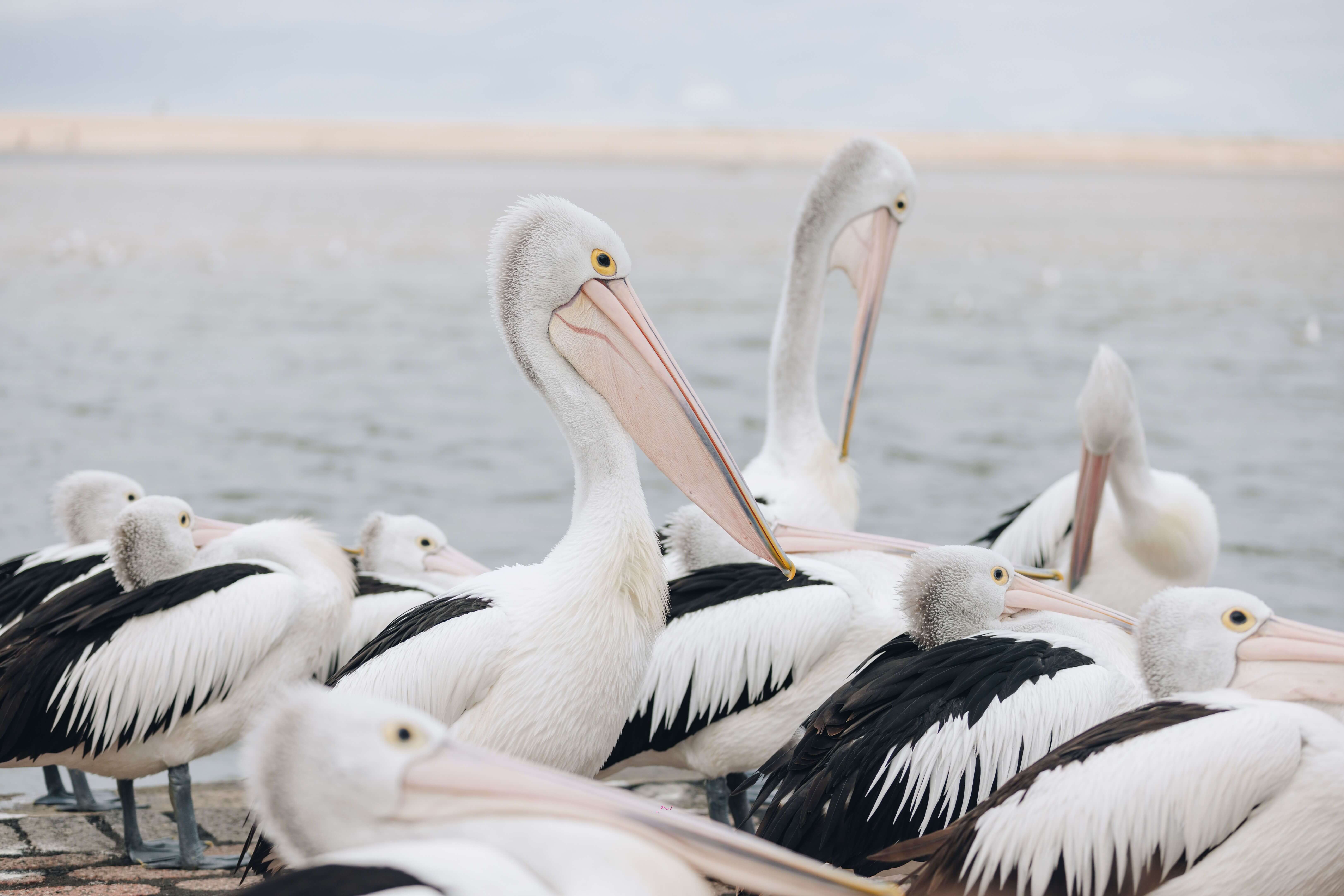 Pelicans by the water