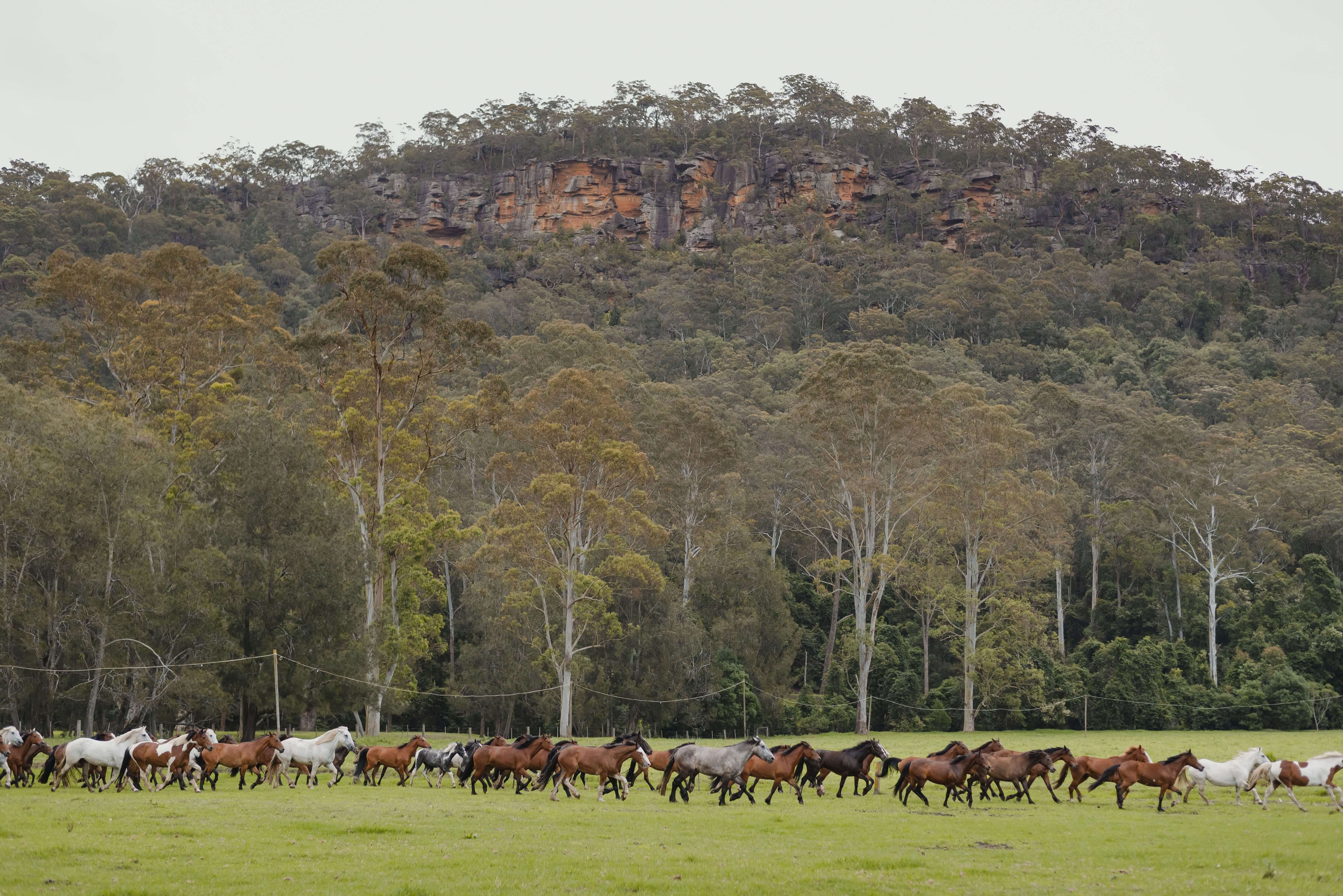 horses running wild in a valley
