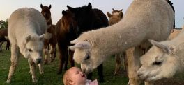 A baby girl looks up adoringly at the family-friendly alpacas at Iris Lodge Alpacas