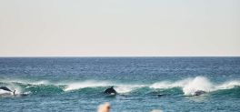 A dog walks along the beach at Wamberal, a dolphin splashes around in the background