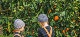 kids picking fruit